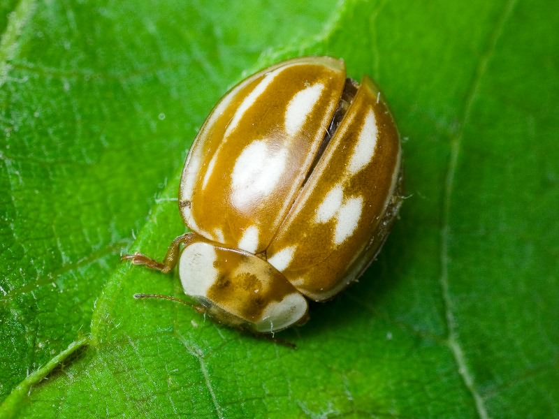 Myzia oblongoguttata (Linnaeus, 1758)